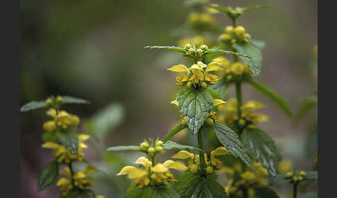 Echte Goldnessel (Lamium galeobdolon)