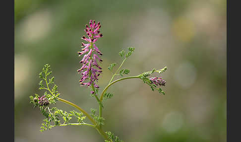 Gemeiner Erdrauch (Fumaria officinalis)