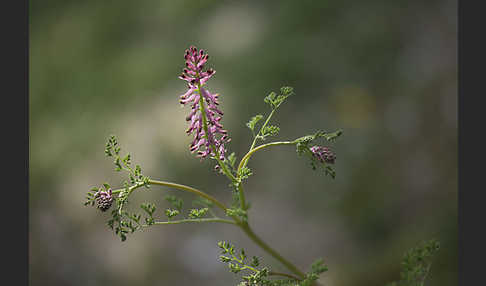 Gemeiner Erdrauch (Fumaria officinalis)