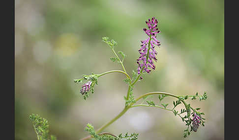 Gemeiner Erdrauch (Fumaria officinalis)