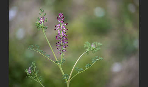 Gemeiner Erdrauch (Fumaria officinalis)