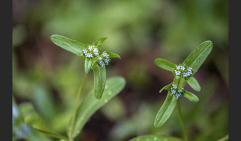 Gemeines Rapünzchen (Valerianella locusta)