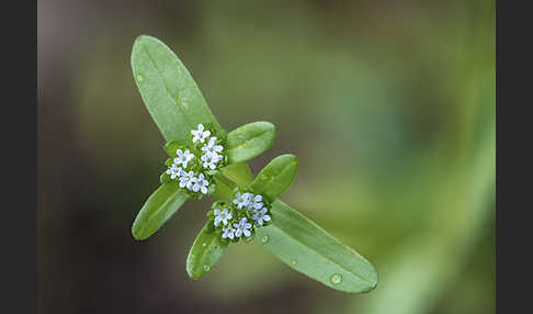 Gemeines Rapünzchen (Valerianella locusta)