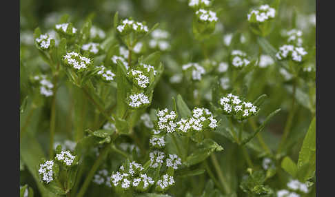 Gemeines Rapünzchen (Valerianella locusta)