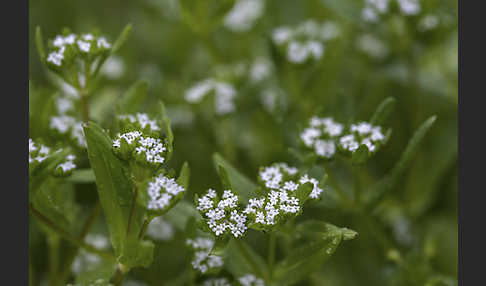 Gemeines Rapünzchen (Valerianella locusta)