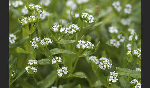 Gemeines Rapünzchen (Valerianella locusta)