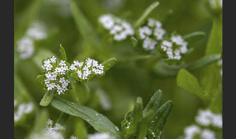 Gemeines Rapünzchen (Valerianella locusta)