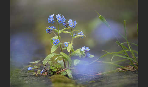 Wald-Vergißmeinnicht (Myosotis sylvatica sspec.frigida)