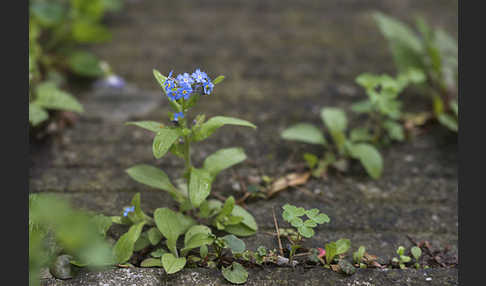 Wald-Vergißmeinnicht (Myosotis sylvatica sspec.frigida)