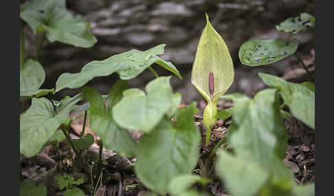 Gefleckter Aronstab (Arum maculatum)