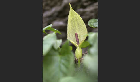 Gefleckter Aronstab (Arum maculatum)