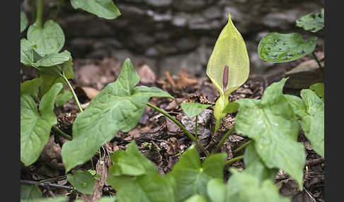 Gefleckter Aronstab (Arum maculatum)