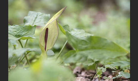 Gefleckter Aronstab (Arum maculatum)