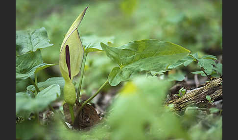 Gefleckter Aronstab (Arum maculatum)