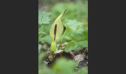 Gefleckter Aronstab (Arum maculatum)