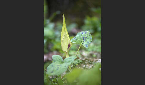 Gefleckter Aronstab (Arum maculatum)