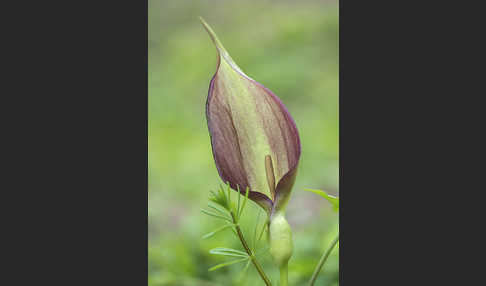 Gefleckter Aronstab (Arum maculatum)