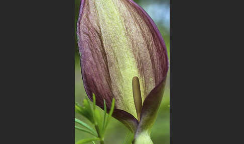 Gefleckter Aronstab (Arum maculatum)