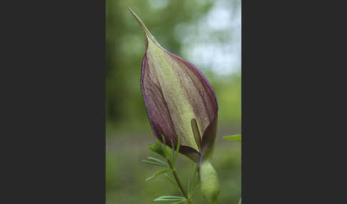 Gefleckter Aronstab (Arum maculatum)