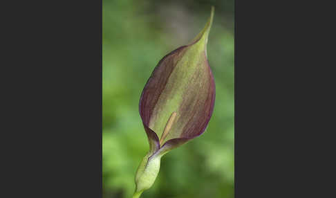 Gefleckter Aronstab (Arum maculatum)