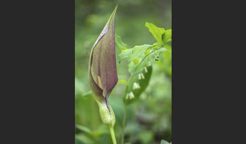 Gefleckter Aronstab (Arum maculatum)