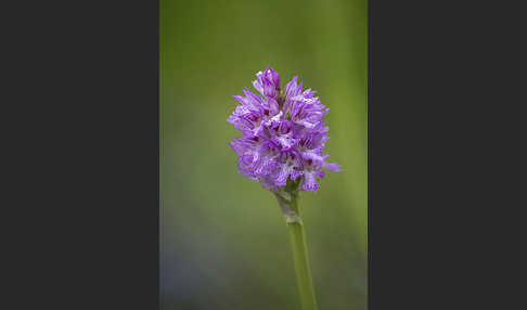 Dreizähniges Knabenkraut (Orchis tridentata)