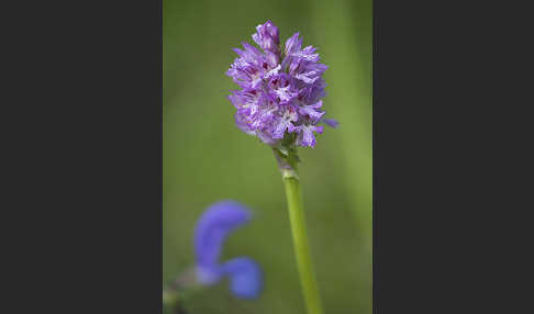 Dreizähniges Knabenkraut (Orchis tridentata)