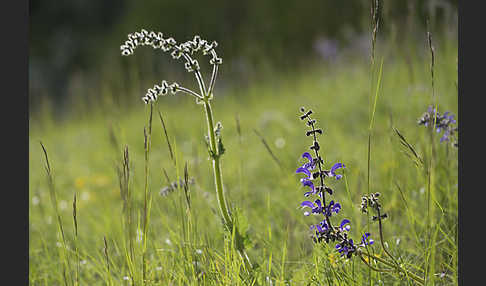 Wiesen-Salbei (Salvia pratensis)