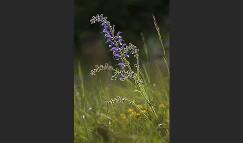 Wiesen-Salbei (Salvia pratensis)