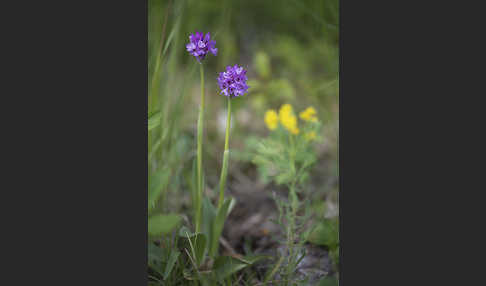 Dreizähniges Knabenkraut (Orchis tridentata)