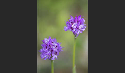 Dreizähniges Knabenkraut (Orchis tridentata)