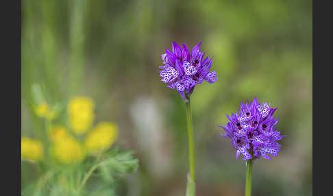 Dreizähniges Knabenkraut (Orchis tridentata)