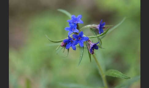 Purpurblaue Rindszunge (Buglossoides purpurocaerulea)