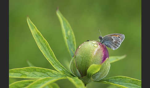 Gemeines Wiesenvögelchen (Coenonympha pamphilus)