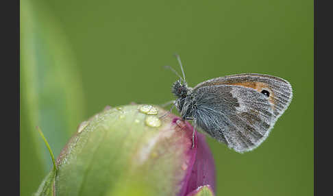 Gemeines Wiesenvögelchen (Coenonympha pamphilus)