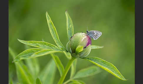 Gemeines Wiesenvögelchen (Coenonympha pamphilus)