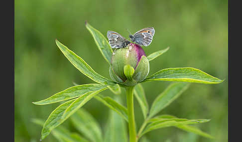 Gemeines Wiesenvögelchen (Coenonympha pamphilus)