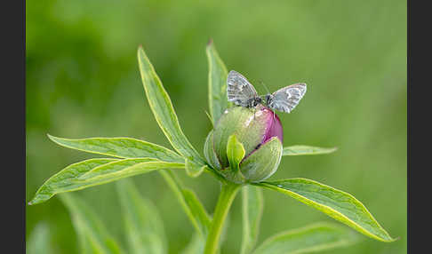 Gemeines Wiesenvögelchen (Coenonympha pamphilus)