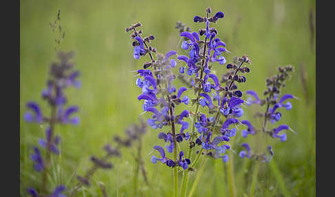 Wiesen-Salbei (Salvia pratensis)