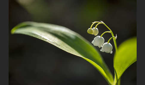 Maiglöckchen (Convallaria majalis)