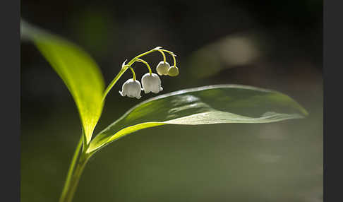 Maiglöckchen (Convallaria majalis)