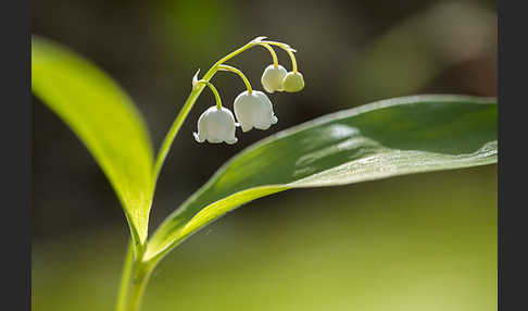 Maiglöckchen (Convallaria majalis)