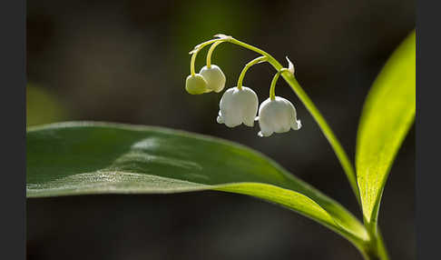 Maiglöckchen (Convallaria majalis)