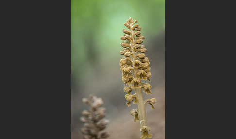 Nestwurz (Neottia nidus-avis)