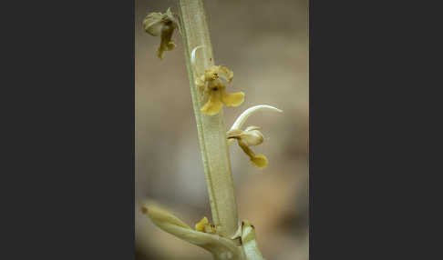 Nestwurz (Neottia nidus-avis)