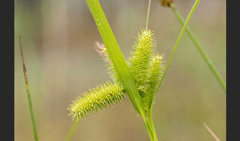 Scheinzypergras-Segge (Carex pseudocyperus)