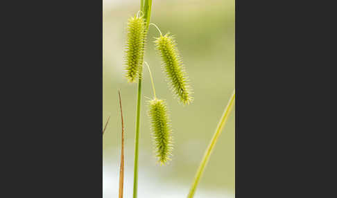 Scheinzypergras-Segge (Carex pseudocyperus)