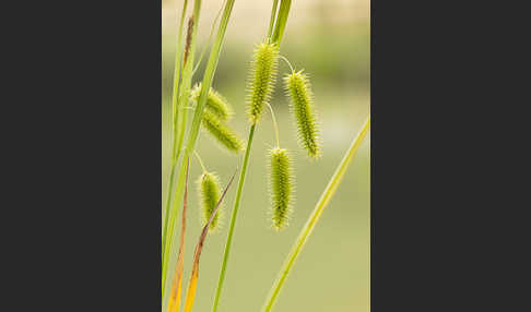 Scheinzypergras-Segge (Carex pseudocyperus)