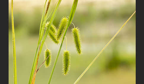 Scheinzypergras-Segge (Carex pseudocyperus)