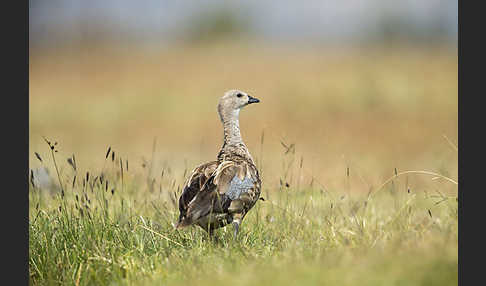 Blauflügelgans (Cyanochen cyanoptera)